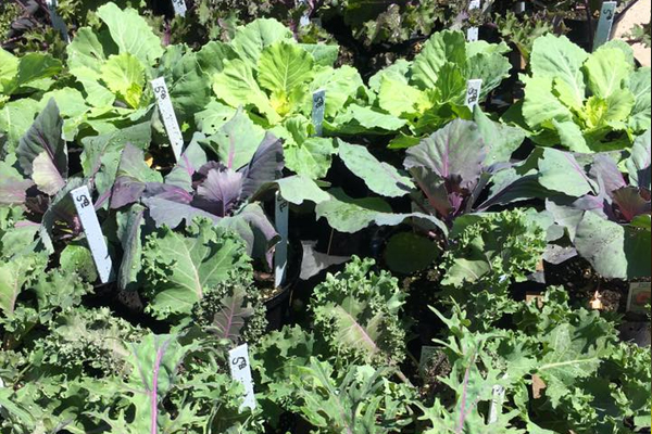 Flowering Cabbage & Kale
