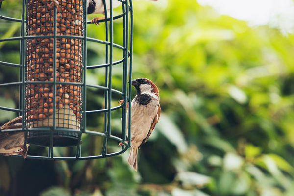Bird Houses, Feed & Feeders