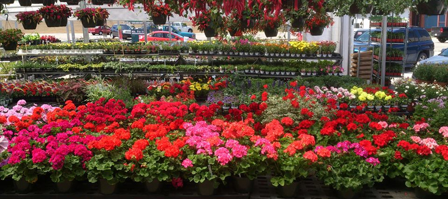 Bedding Plants