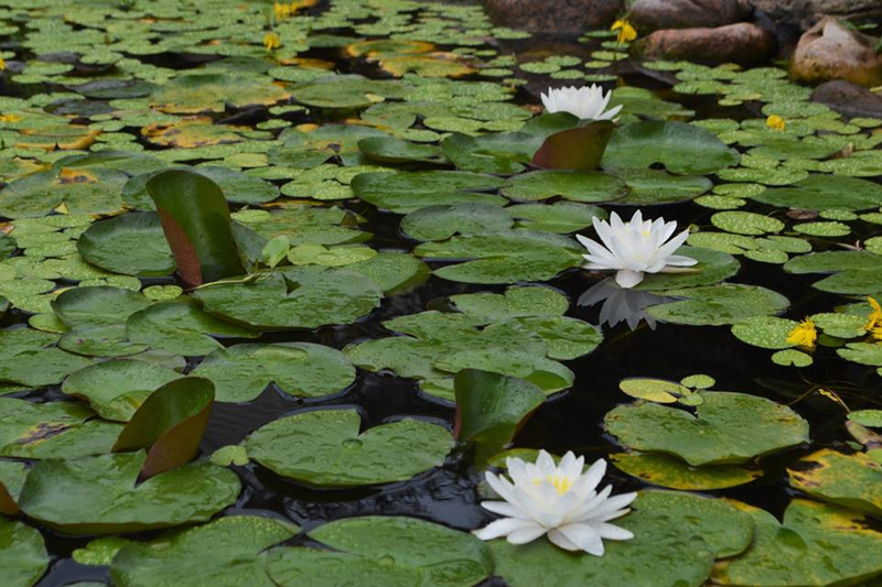 Water Garden Gallery