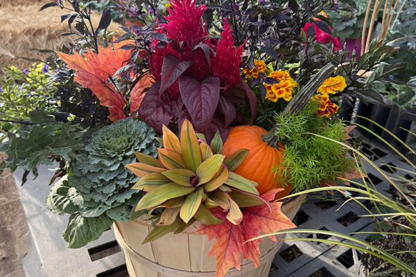 Fall Porch Pot