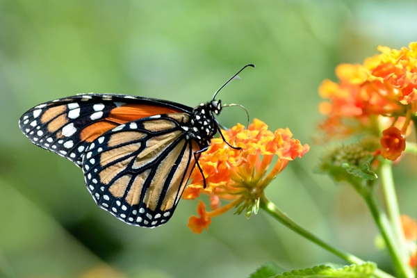 Monarch Watch 