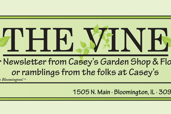 The Vine Newsletter