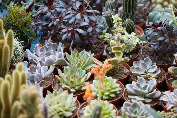 Succulent Garden Workshop