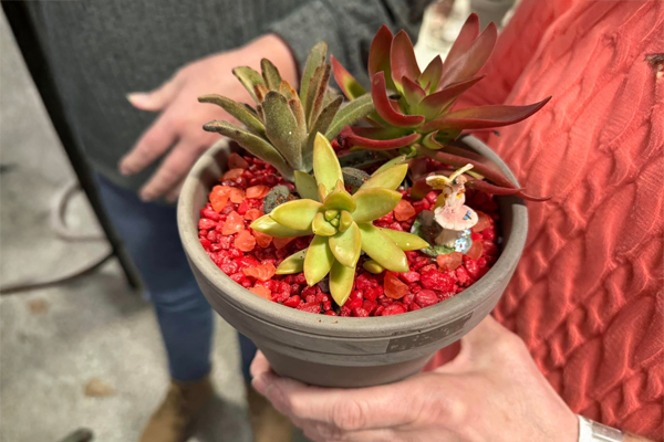 Succulent Garden