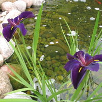 Aquatic Iris