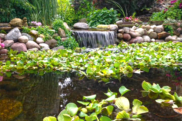 Water Gardens