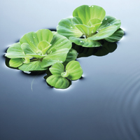 Water Lettuce