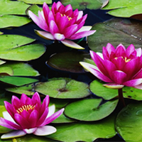 Water Lilies & Lotus