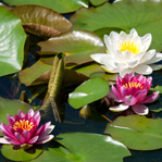 Water Lilies & Lotus