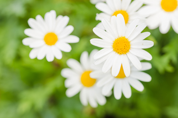 April Flower of the Month : Daffodil