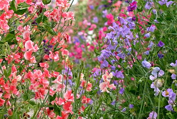 April Flower of the Month - Sweet Pea