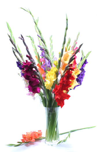 August Flower of the Month - Larkspur