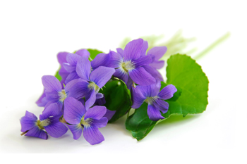 February Flower of the Month : Violet
