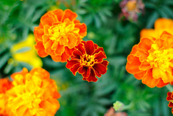 October Flower of the Month : Marigold