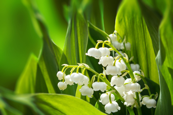 May Flower of the Month - Lily of the Valley