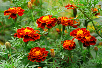 October Flower of the Month - Aster