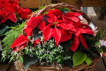 December Flower of the Month : Poinsettia